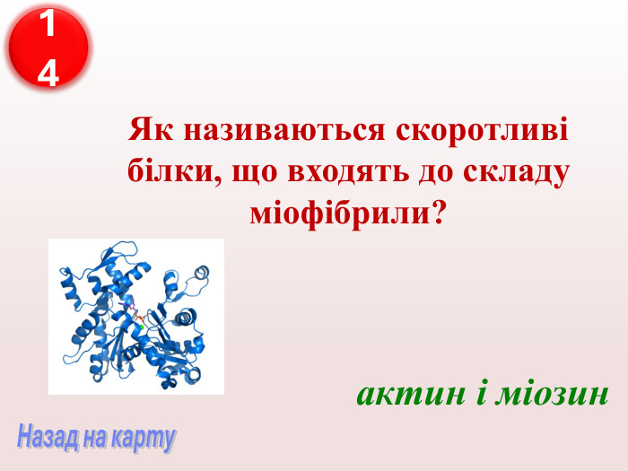 Як називаються скоротливі білки, що входять до складу міофібрили? актин і міозин 14 
