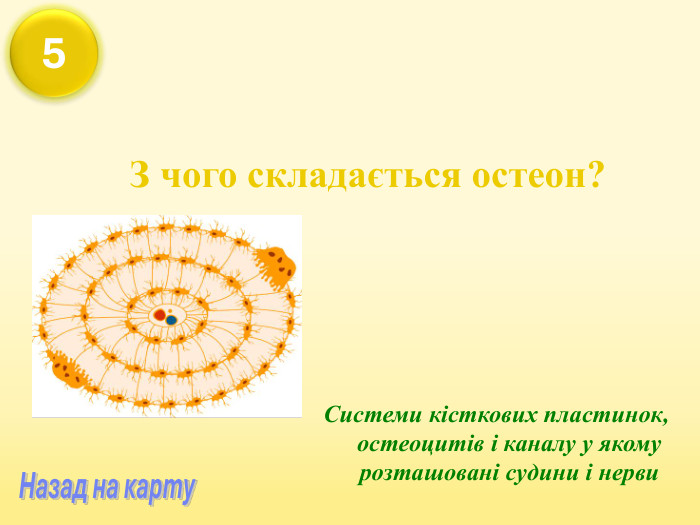 З чого складається остеон? Системи кісткових пластинок, остеоцитів і каналу у якому розташовані судини і нерви 5 