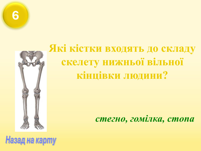 Які кістки входять до складу скелету нижньої вільної кінцівки людини?  стегно, гомілка, стопа 6 