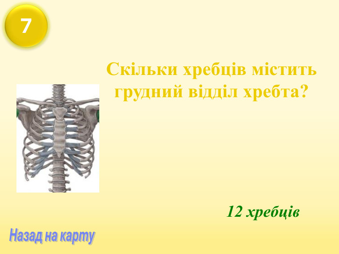 Скільки хребців містить грудний відділ хребта? 12 хребців 7 