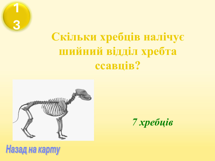 Скільки хребців налічує шийний відділ хребта ссавців? 7 хребців 13 