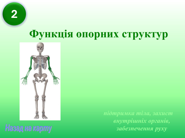 Функція опорних структур підтримка тіла, захист внутрішніх органів, забезпечення руху  2 