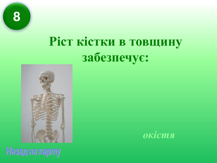 Ріст кістки в товщину забезпечує: окістя 8 