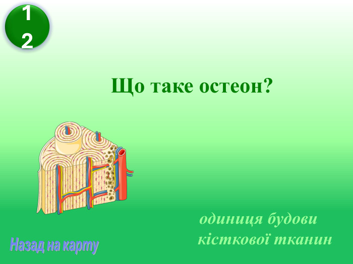 Що таке остеон? одиниця будови кісткової тканин 12 