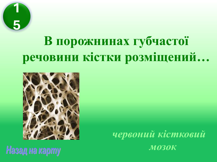 В порожнинах губчастої речовини кістки розміщений… червоний кістковий мозок 15 