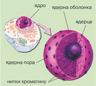 https://disted.edu.vn.ua/media/images/student1/biologia/10_kl/ur_20/01.jpg