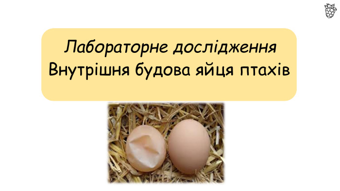 Лабораторне дослідження. Внутрішня будова яйця птахів