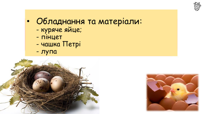 Обладнання та матеріали: - куряче яйце;- пінцет- чашка Петрі- лупа