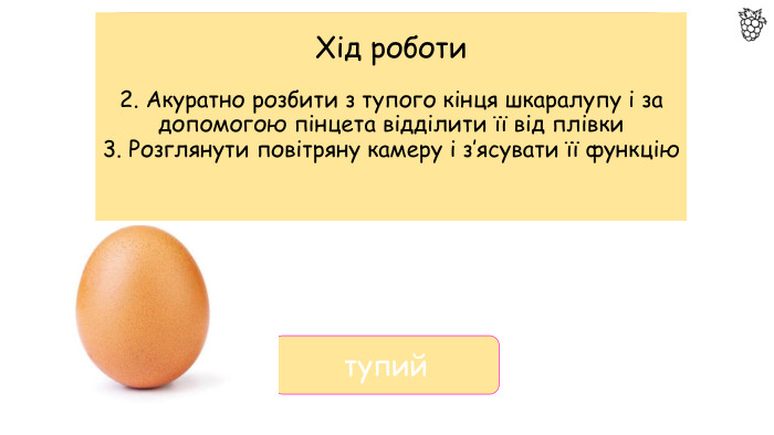 Хід роботи2. Акуратно розбити з тупого кінця шкаралупу і за допомогою пінцета відділити її від плівки3. Розглянути повітряну камеру і з’ясувати її функціютупий