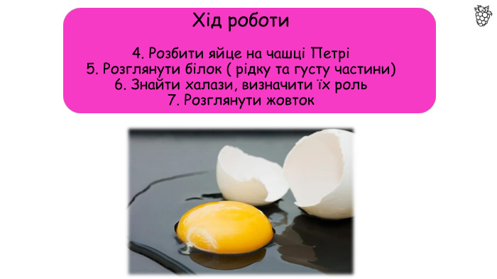 Хід роботи4. Розбити яйце на чашці Петрі5. Розглянути білок ( рідку та густу частини)6. Знайти халази, визначити їх роль7. Розглянути жовток