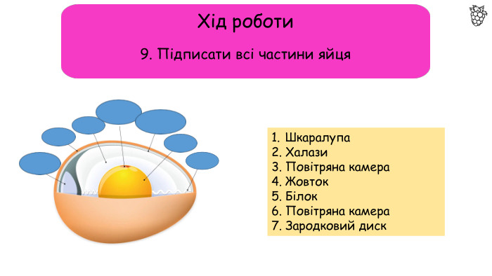 Хід роботи9. Підписати всі частини яйця. Шкаралупа. Халази. Повітряна камера. Жовток. Білок. Повітряна камера. Зародковий диск
