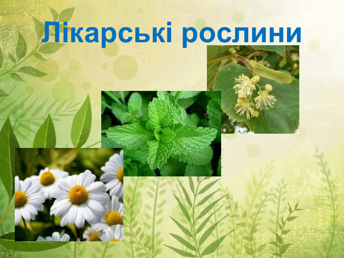 Лікарські рослини
