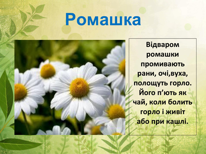Ромашка. Відваром ромашки промивають рани, очі,вуха, полощуть горло. Його п’ють як чай, коли болить горло і живіт або при кашлі.