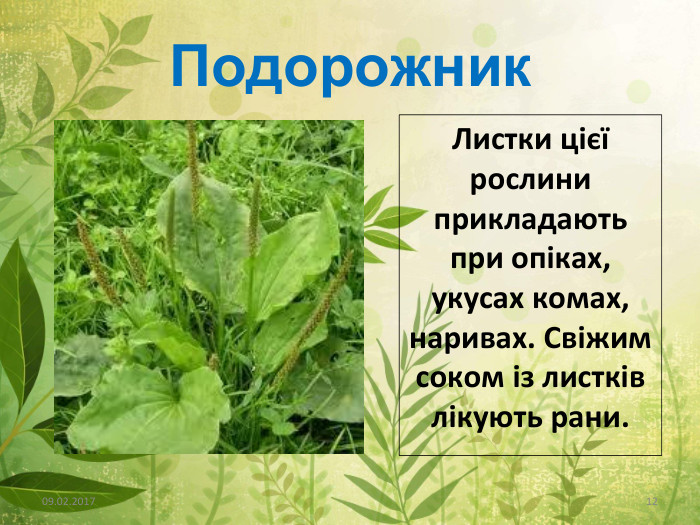Подорожник09.02.2017http://aida.ucoz.ru12 Листки цієї рослини прикладають при опіках, укусах комах, наривах. Свіжим соком із листків лікують рани.