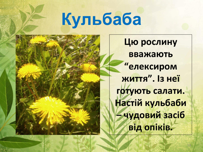 Кульбаба13 Цю рослину вважають “елексиром життя”. Із неї готують салати. Настій кульбаби – чудовий засіб від опіків.