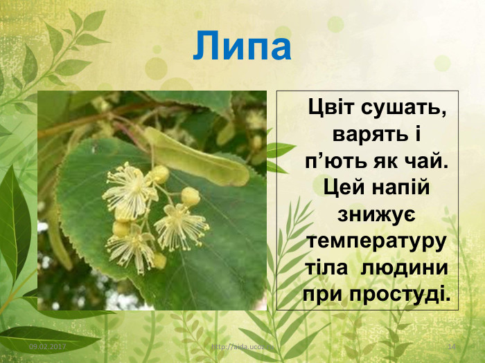 Липа Цвіт сушать, варять і п’ють як чай. Цей напій знижує температуру тіла людини при простуді.09.02.2017http://aida.ucoz.ru14