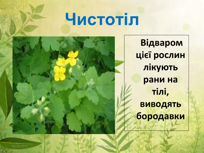 Чистотіл09.02.2017http://aida.ucoz.ru15 Відваром цієї рослин лікують рани на тілі, виводять бородавки