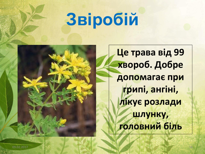 Звіробій09.02.201716 Це трава від 99 хвороб. Добре допомагає при грипі, ангіні, лікує розлади шлунку, головний біль
