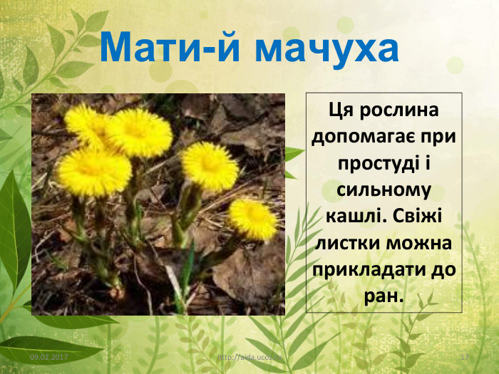 Мати-й мачуха09.02.2017http://aida.ucoz.ru17 Ця рослина допомагає при простуді і сильному кашлі. Свіжі листки можна прикладати до ран.