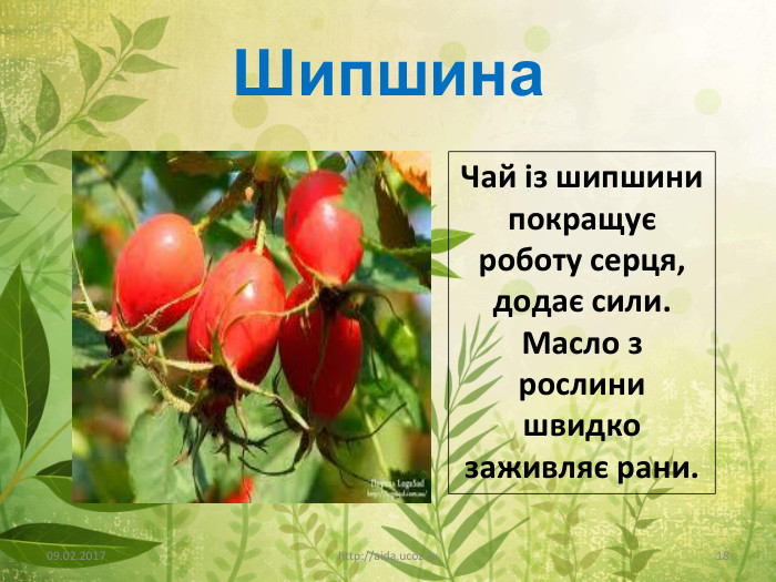 Шипшина09.02.2017http://aida.ucoz.ru18 Чай із шипшини покращує роботу серця, додає сили. Масло з рослини швидко заживляє рани.