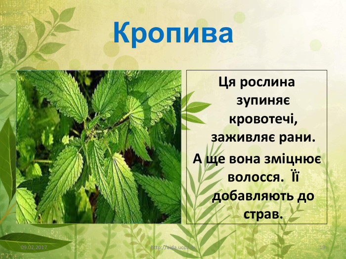 Кропива. Ця рослина зупиняє кровотечі, заживляє рани. А ще вона зміцнює волосся. Її добавляють до страв.09.02.2017http://aida.ucoz.ru19