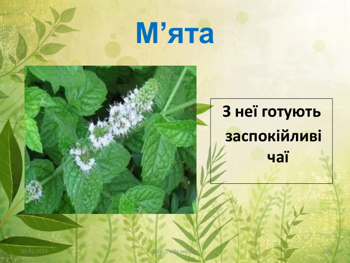 М’ята09.02.2017http://aida.ucoz.ru20 З неї готують заспокійливі чаї