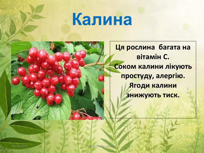 Калина09.02.2017http://aida.ucoz.ru21 Ця рослина багата на вітамін С. Соком калини лікують простуду, алергію. Ягоди калини знижують тиск.  
