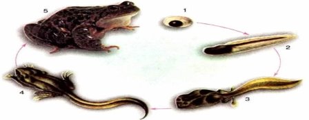 Результат пошуку зображень за запитом "розвиток жаби"
