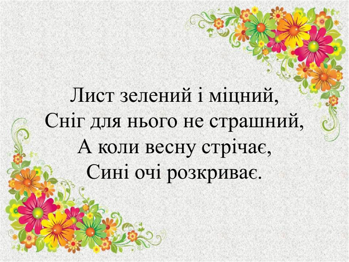 Лист зелений і міцний,Сніг для нього не страшний,А коли весну стрічає,Сині очі розкриває.