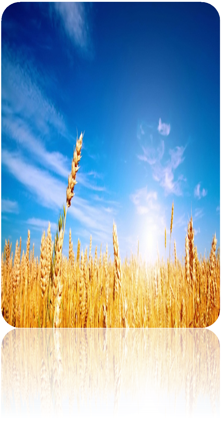 http://www.churchintemecula.org/wp-content/uploads/2014/10/wheat-e1412381716767.jpg