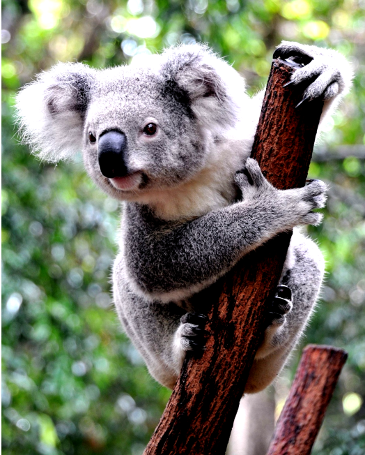 Картинки по запросу австралія коала