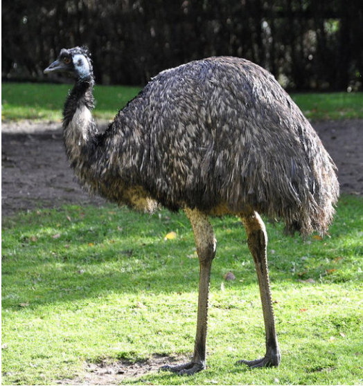 Картинки по запросу австралія страус ему