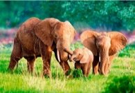 Результат пошуку зображень за запитом сім'я слонів