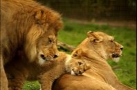 Результат пошуку зображень за запитом сім'я левів