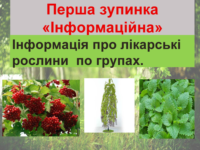 Перша зупинка «Інформаційна» Інформація про лікарські    рослини  по групах. 