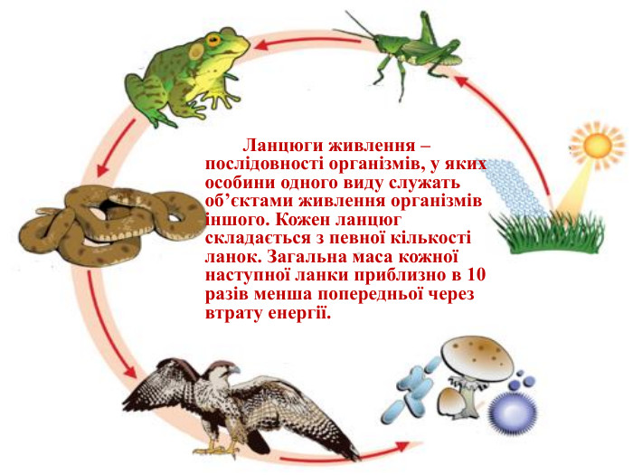  Ланцюги живлення – послідовності організмів, у яких особини одного виду служать об’єктами живлення організмів іншого. Кожен ланцюг складається з певної кількості ланок. Загальна маса кожної наступної ланки приблизно в 10 разів менша попередньої через втрату енергії.