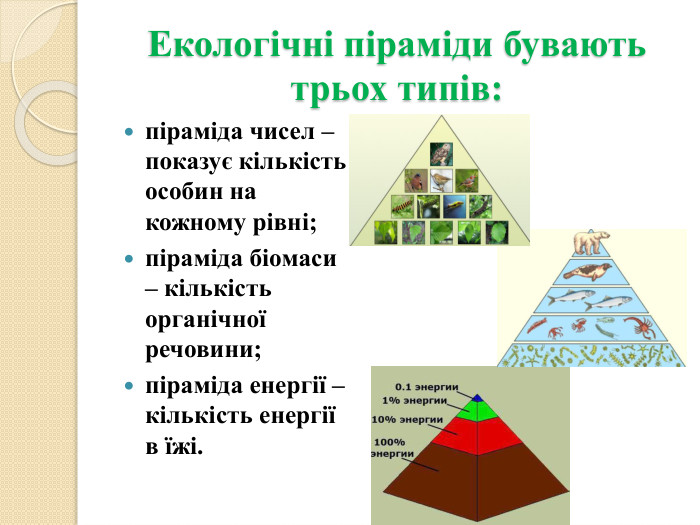Екологічні піраміди бувають трьох типів:піраміда чисел – показує кількість особин на кожному рівні;піраміда біомаси – кількість органічної речовини;піраміда енергії – кількість енергії в їжі.