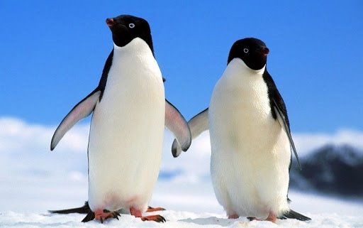 Результат пошуку зображень за запитом пингвин картинки