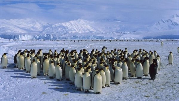 https://wyr.com.ua/wp-content/uploads/2017/08/emperor-penguin-colon-antarctica-wallpapers.1920x1080.jpg
