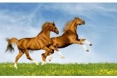 Премікс ШенМікс Уні Хорс коні (мішок 25кг) - купить на Агробиз, цена973  грн. - 513467