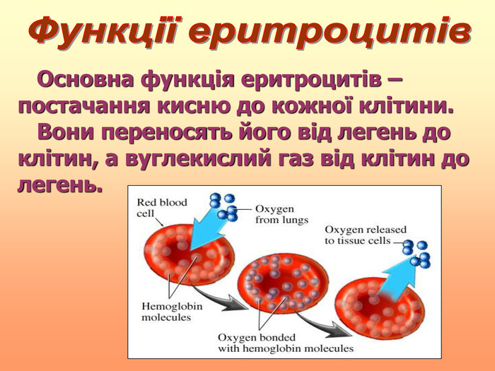    Основна функція еритроцитів – постачання кисню до кожної клітини.         Вони переносять його від легень до клітин, а вуглекислий газ від клітин до легень.  