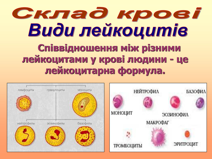    Співвідношення між різними лейкоцитами у крові людини - це лейкоцитарна формула.  