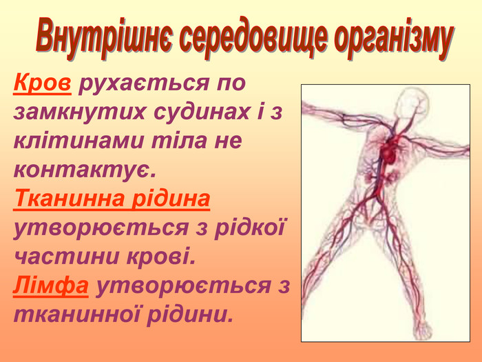 Кров рухається по замкнутих судинах і з клітинами тіла не контактує.           Тканинна рідина утворюється з рідкої частини крові.              Лімфа утворюється з тканинної рідини.   