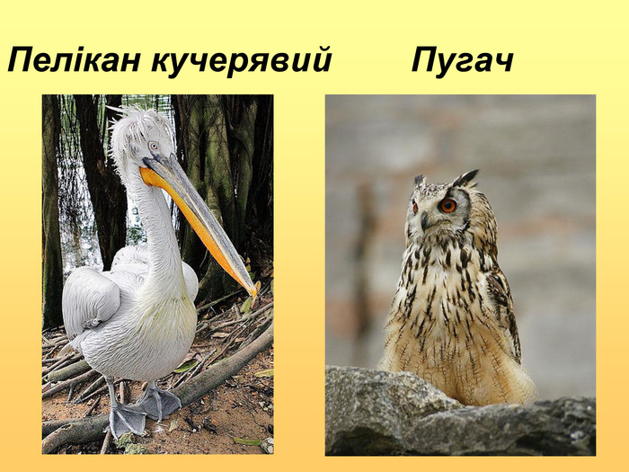 Пелікан кучерявий        Пугач 