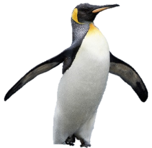 Результат пошуку зображень за запитом "пингвин"