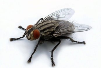 Результат пошуку зображень за запитом "муха"