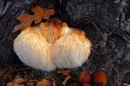 Найдивніші гриби планети