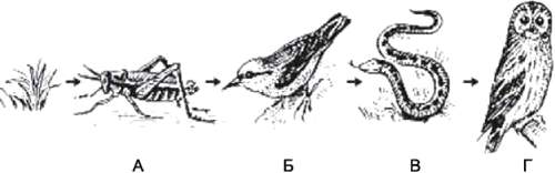 Составьте схему цепи питания характерной для болот лягушка водный детрит комар стрекоза уж