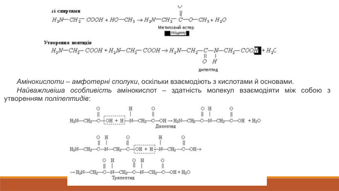 Амінокислоти – амфотерні сполуки, оскільки взаємодіють з кислотами й основами. Найважливіша особливість амінокислот – здатність молекул взаємодіяти між собою з утворенням поліпептидів: