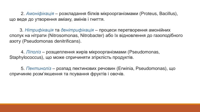  2. Амоніфікація – розкладання білків мікроорганізмами (Proteus, Bacillus), що веде до утворення аміаку, амінів і гниття. 3. Нітрифікація та денітрифікація – процеси перетворення амонійних сполук на нітрати (Nitrosomonas, Nitrobacter) або їх відновлення до газоподібного азоту (Pseudomonas denitrificans). 4. Ліполіз – розщеплення жирів мікроорганізмами (Pseudomonas, Staphylococcus), що може спричиняти згірклість продуктів. 5. Пектиноліз – розпад пектинових речовин (Erwinia, Pseudomonas), що спричиняє розм’якшення та псування фруктів і овочів.